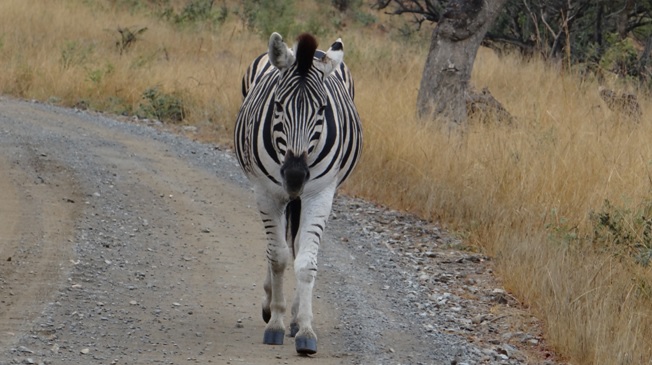 Hluhluwe overnight safari; Zebra