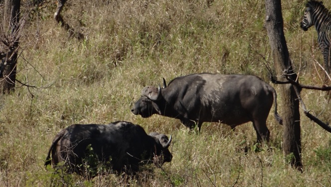 Safari near Durban; Buffalo and Zebra