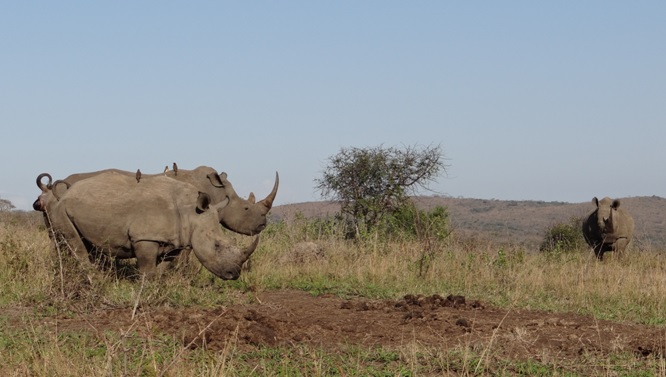 Safari near Durban; Rhinos