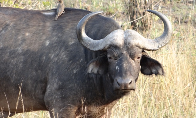 Durban overnight safari; Buffalo