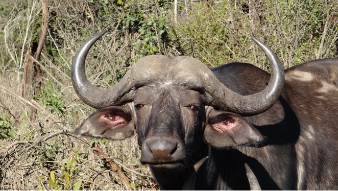 Safari near Durban; Buffalo bull