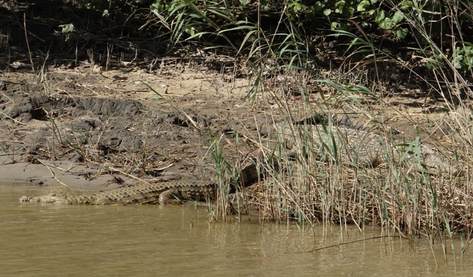 Safari near Durban; Crocodiles at St Lucia estuary