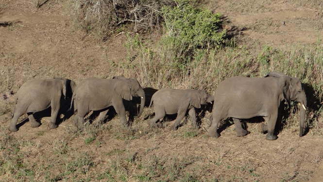 Safari near Durban; Elephants walking in the Hluhluwe river bed