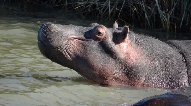 Safari near Durban; Hippo at St Lucia estuary