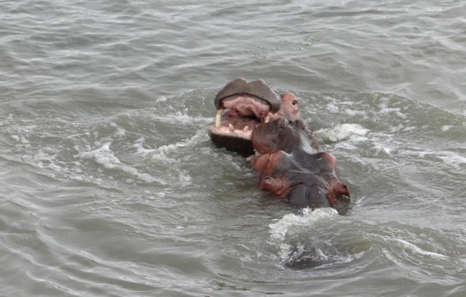 Hippos playing at St Lucia