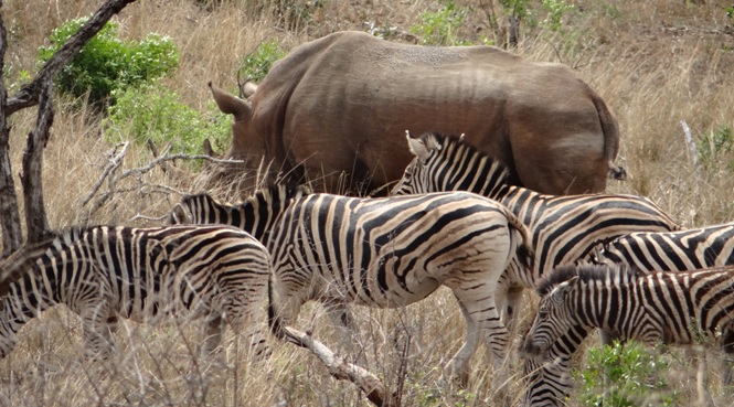 Durban Big 5 safari; Rhino and Zebra