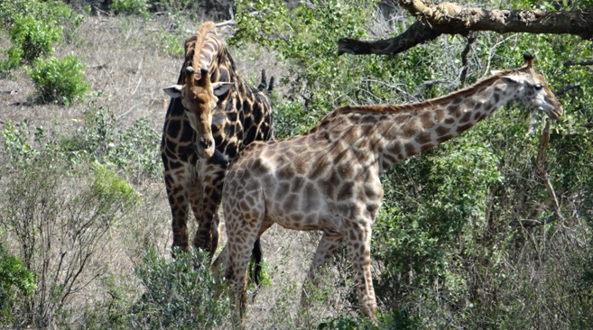 Durban day tour; Giraffe