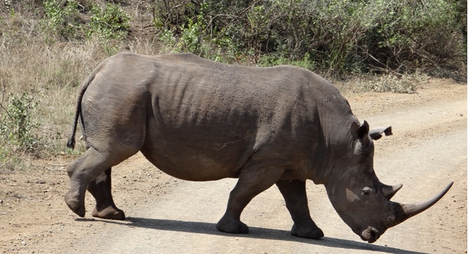 Durban day tour; Rhino