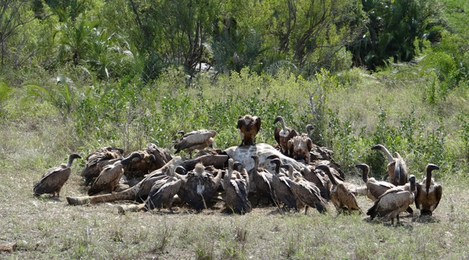 Durban day tour; Vultures feeding on Giraffe
