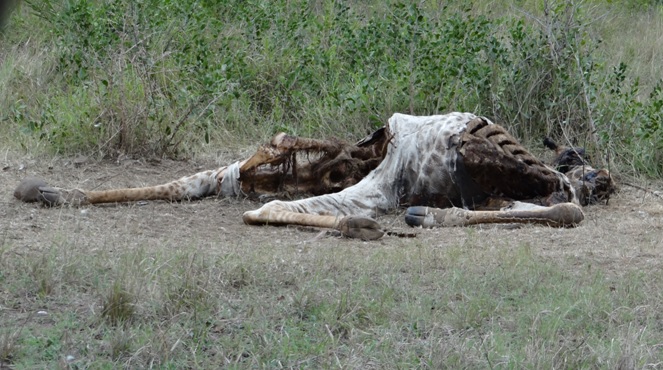 Giraffe carcass on Safari in Durban