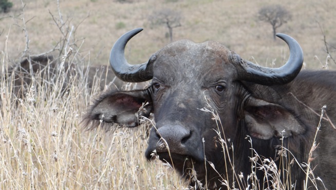 Buffalo cow on Safari
