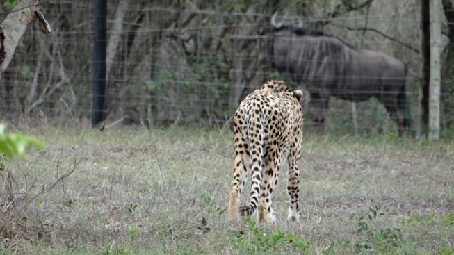 Durban safari; Cheetah stalks wildebeest