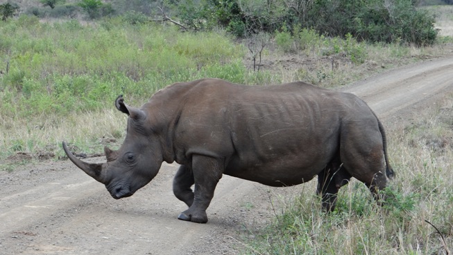 Durban safari; Rhino