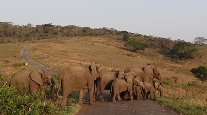 Durban safari Elephant herd wit babies