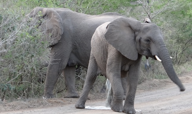 Elephant pool on our Durban Safari