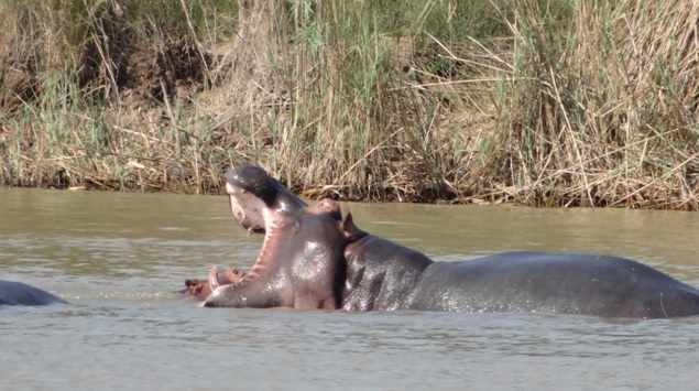 Hippos Argue