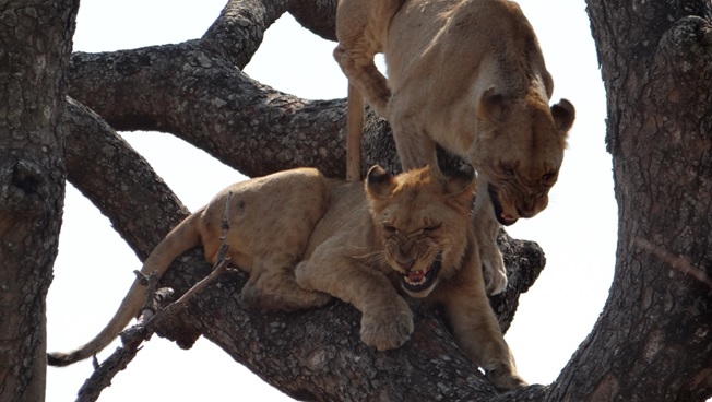 Awesome pic : Lions argue in tree