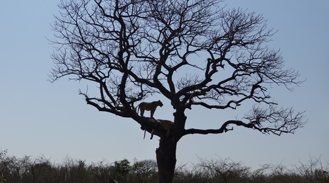 Lions in Marula tree