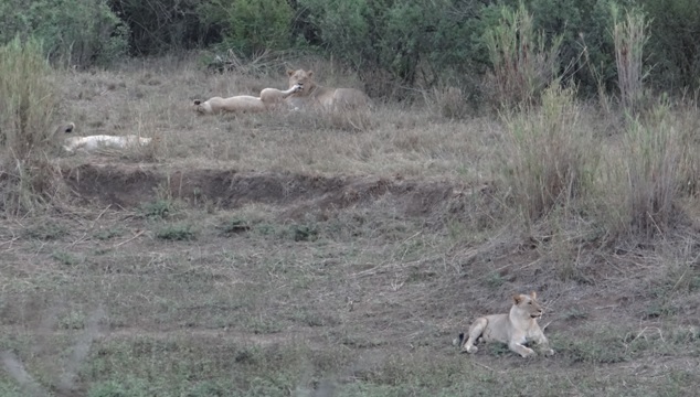 Lions during our Durban Day Safari