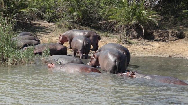 Durban safari tour; Pod of Hippos