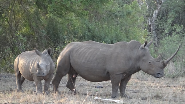 Rhinos on our safari tour