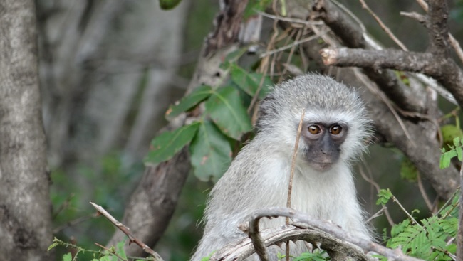 Durban day safari tour; Vervet monkey