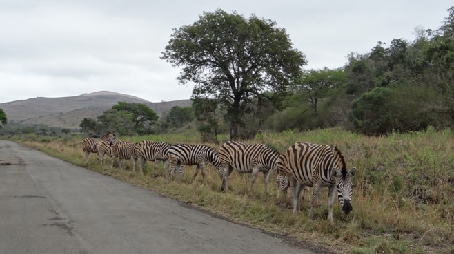 Zebra in a line on our Durban Day Safari Tour