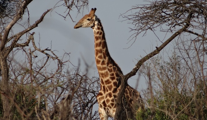 Durban tour; Giraffe