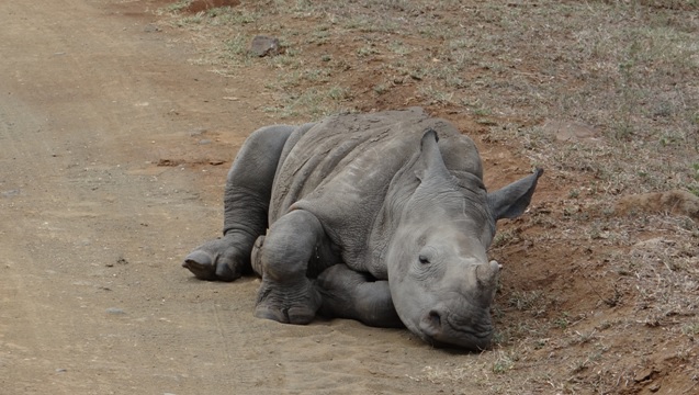 Rhino calf on the doze