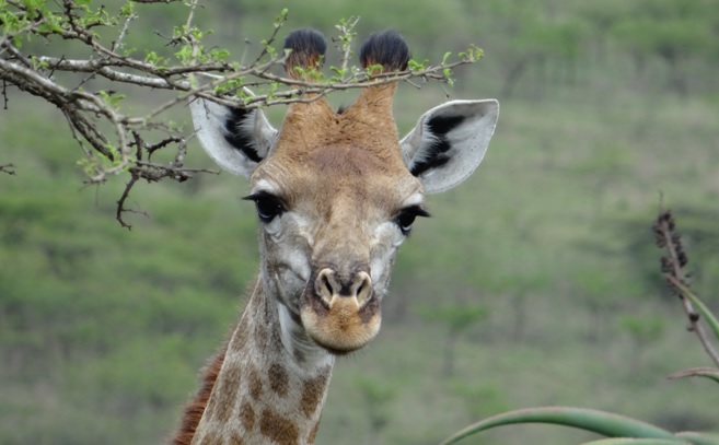 Tala game reserve half day tour; Giraffe