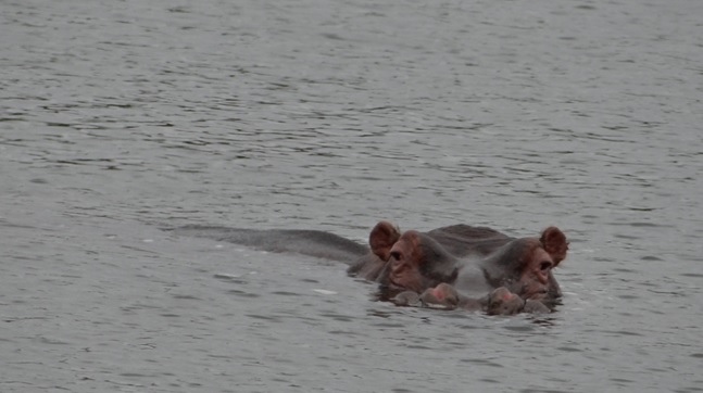 Tala game reserve half day tour; Hippo