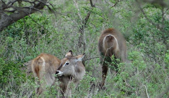 Tala game reserve half day tour; Water buck
