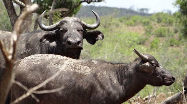 Buffalo mother and calf on Safari