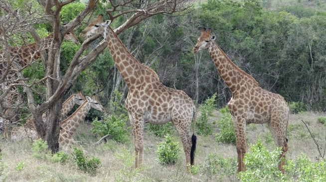 Giraffe on our African Safari From Durban