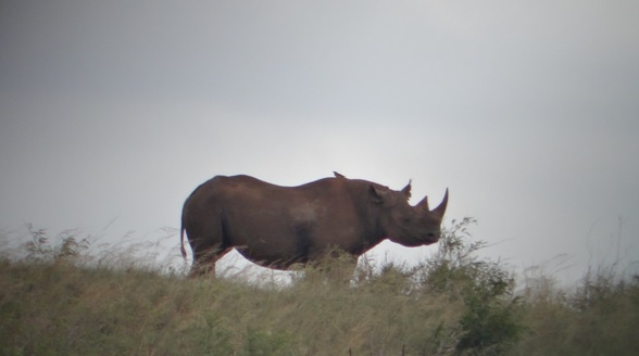 Black Rhino in afternoon