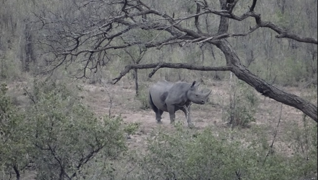 Endangered Rhino Safari Tour in Durban