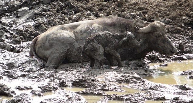 Buffalo in the mud on Durban Safari Tour
