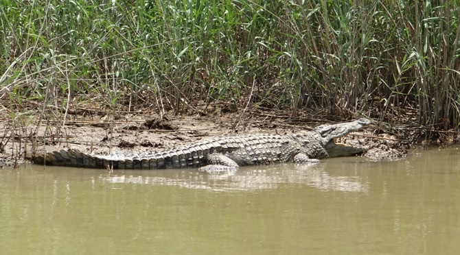 Crocodile at St Lucia