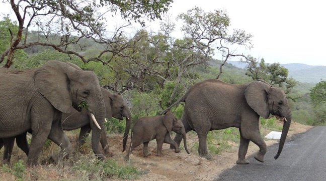 Elephants on Safari in Durban