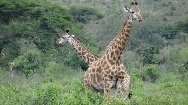 Durban safari tours; Giraffe