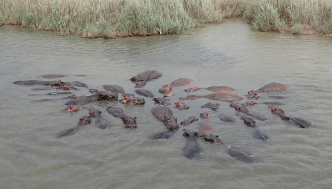 Hippo keeping cool