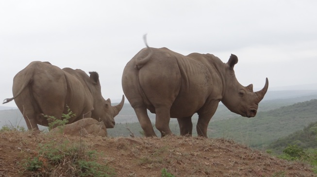 Durban safari tours; Rhino