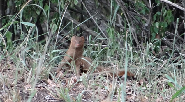 Sighting of a Slender Mongoose