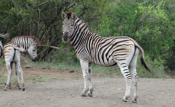 Durban safari tours; Zebra