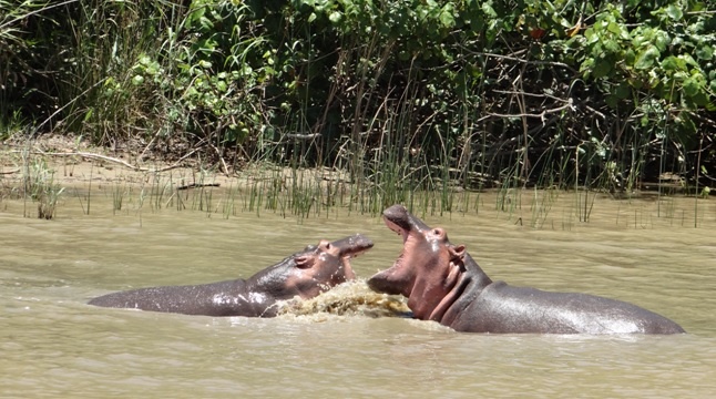 Hippo at the Wetland Park