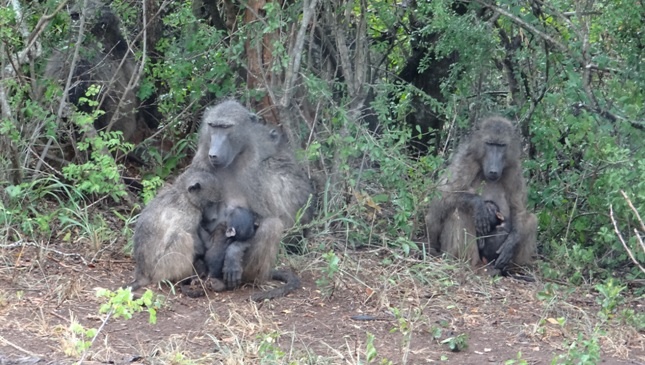 South African Safari; Baboons in the rain