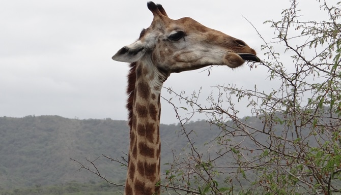 South African safari; Giraffe