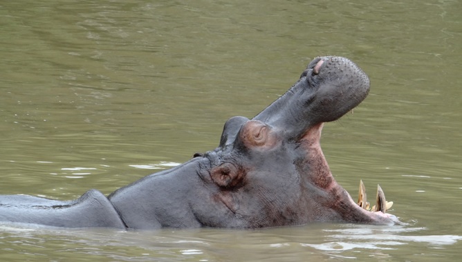 Safari Hippo