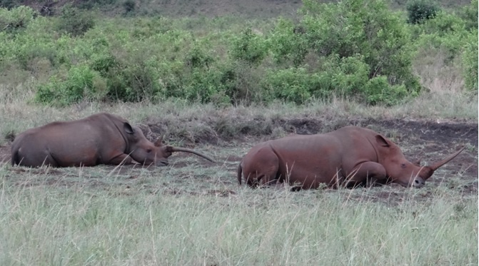 Rhino with wonky horn