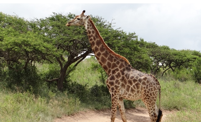 Durban tour; Tala game reserve, Giraffe